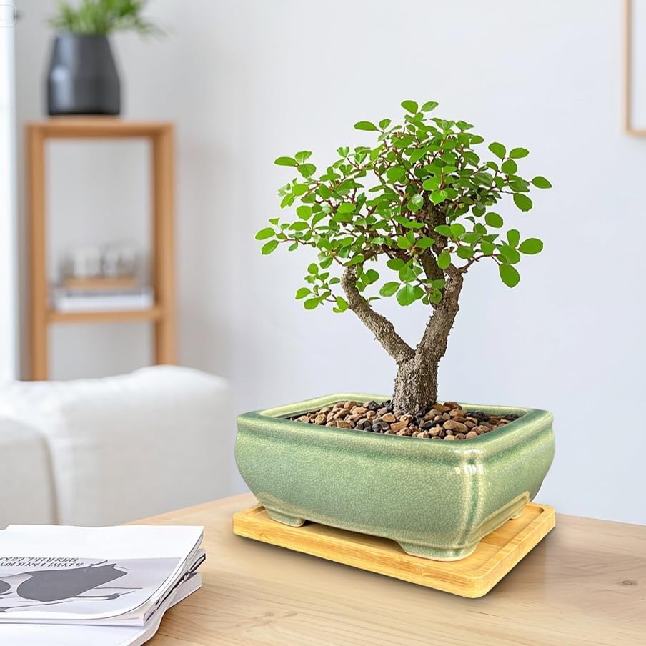 MUZHI 2pcs Green Ceramic Bonsai Planter Pots with Bamboo Tray 6.2 “ & 5.3”, Rectangular Glazed Bonsai & Succulent Cactus Starter Pot with Drainage Ice Crack Design