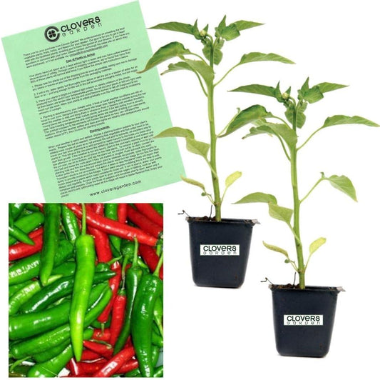 Clovers Garden Cayenne Long Slim Pepper Plants- Two (2) Live Plants – Non-GMO - Not Seeds – Each 4"-8" Tall in 4 Inch Pots - Medium Heat, Dries Well