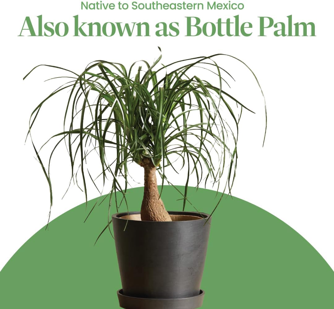 American Plant Exchange Ponytail Palm – 10-Inch Pot – Live Large Bonsai Plant, Pet Safe Indoor Tree, Easy Care Air Purifying Houseplant for Home, Office, or Gift Decor