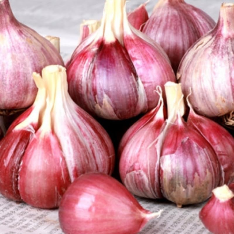1 Pound Garlic for Planting in Fall Hardneck, 8 Red Garlic Bulbs for Planting, Fresh and High Yield Bulb Variety Pack, Hardy and Fast Growing