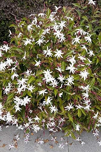 Star Jasmine - 20 Live Plants - Jasminum Nitidum - Fragrant Blooming Evergreen Vine