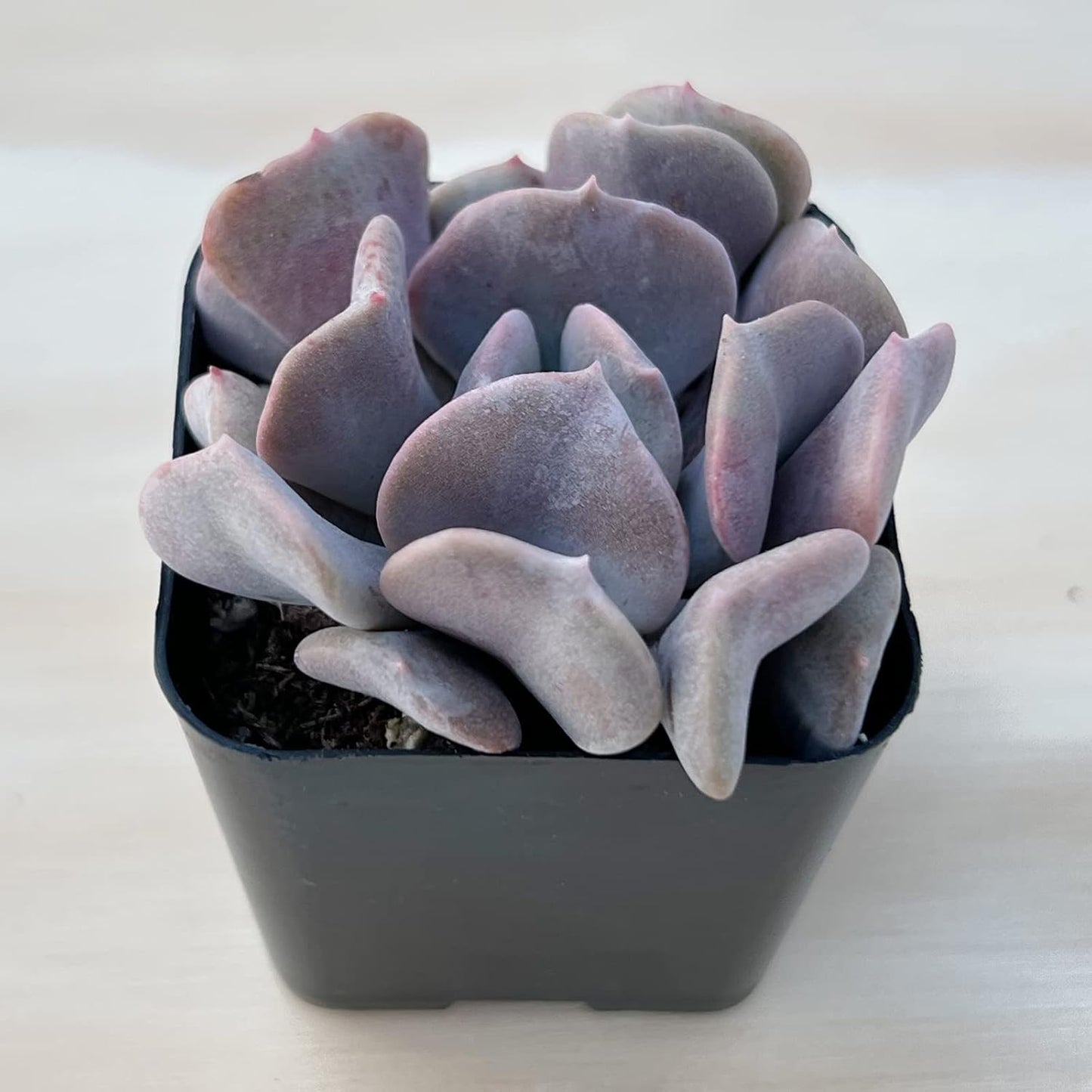 Sprout N Green Echeveria 'Cubic Frost', Live Succulent Fully Rooted in 2 inch Starter Pot with Soil Mix, House Plant for Indoor Outdoor Home Office Wedding Decoration Party Favor