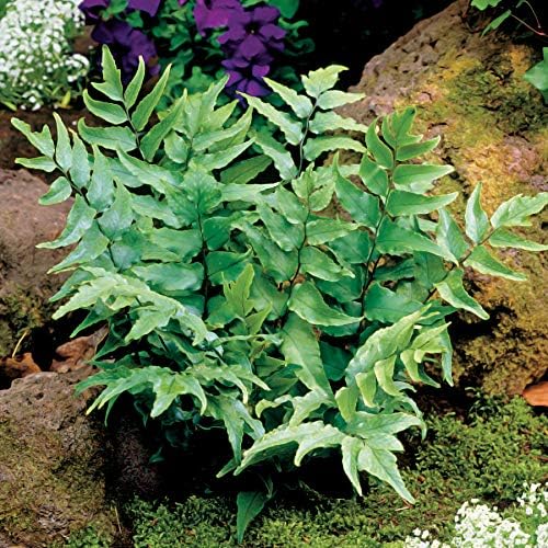 Japanese Holly Fern - 10 Live Plants - Cyrtomium Falcatum Rochfordianum