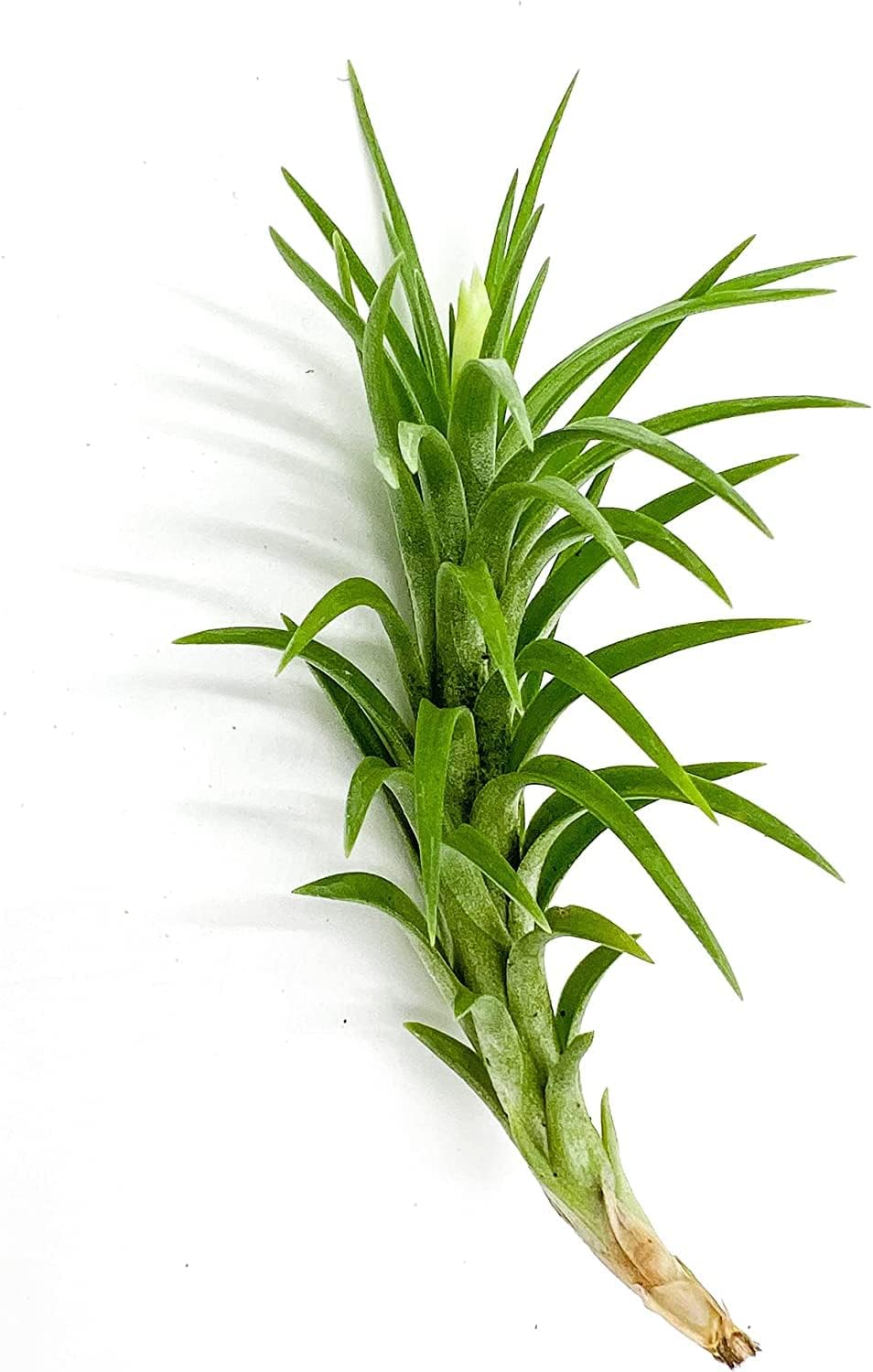 Live Air Plants – Tillandsia Araujei, Large 5” – 5ct – Live Arrival Guaranteed – House Plants for Home Décor & Gift