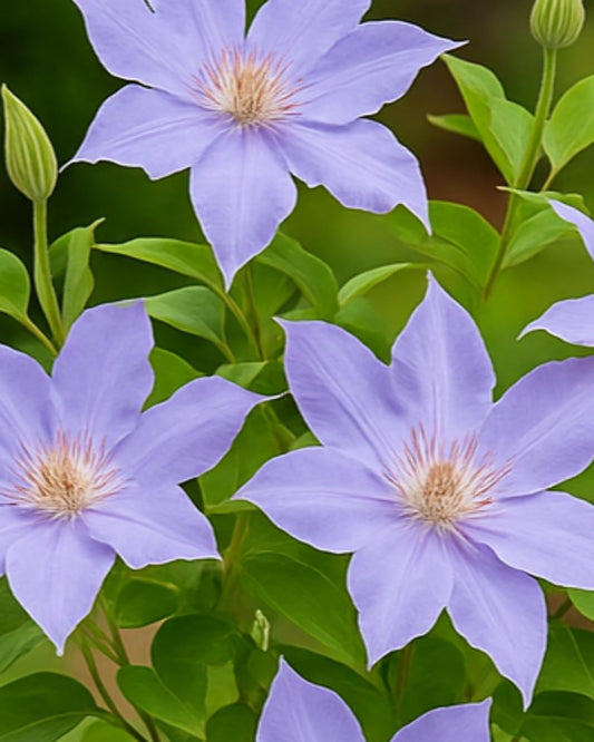 Perennial Farm Clematis Boulevard® Tranquilite™ Hybrid– Live Clematis Vine in 4 Quart Container, Pale Lavender Blooms, Compact Climber, Long Blooming, Ideal for Trellises, Containers & Fences