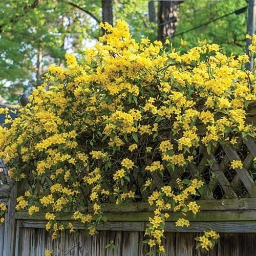 Carolina Jasmine | 50 Live Plants | Gelsemium Sempervirens | Fragrant Yellow Blooms, Evergreen Vine, Low Maintenance, Fast Growing, Climbing, Attracts Pollinators, Garden Trellis