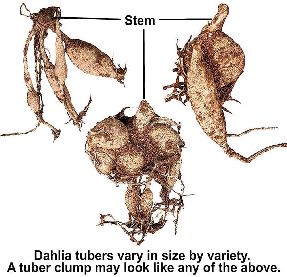 Arbatax Dahlia - 5 Gallon Size Bareroot Tuber…