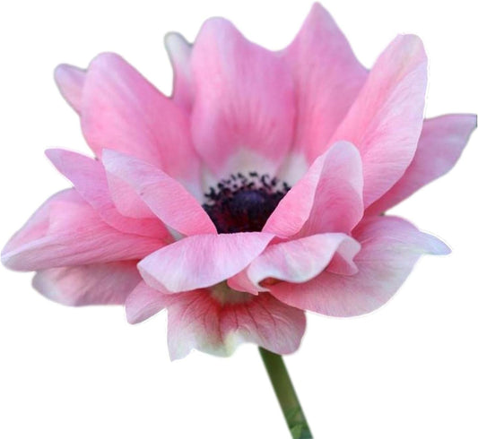 Easy to Grow Anemone Italian Mistral Rosa Chiaro - 10 Plant Bulbs, Light Pink Flowers in Spring Gardens Full Sun