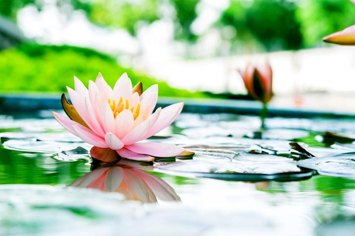 30 Mixed Miniature Water Lily & Lotus Seeds Vibrant Blooms for Bowls & Ponds Non-GMO, Indoor/Outdoor Water Garden in a Bowl or Pond