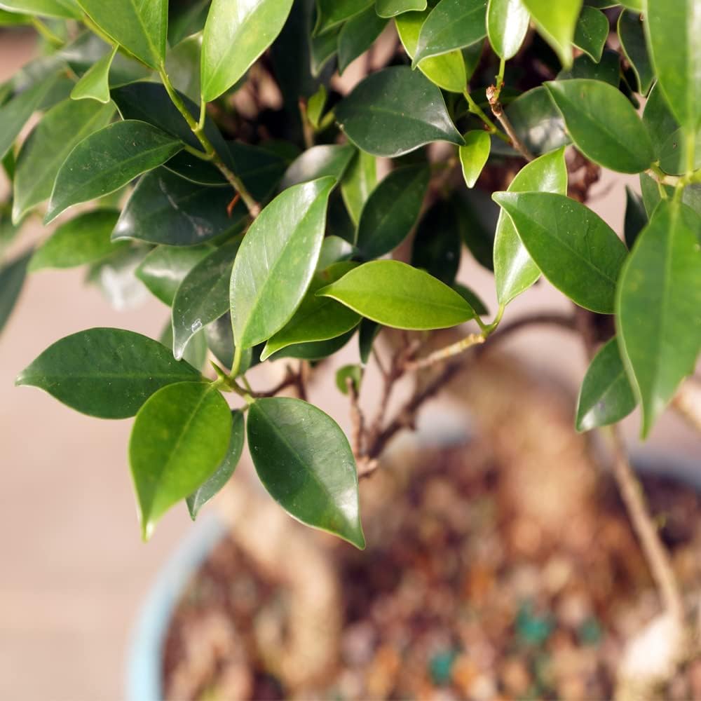 Brussel's Bonsai Live Golden Gate Ficus Grove Indoor Bonsai Tree-7 Years Old 10" to 14" Tall with Decorative Container, Medium