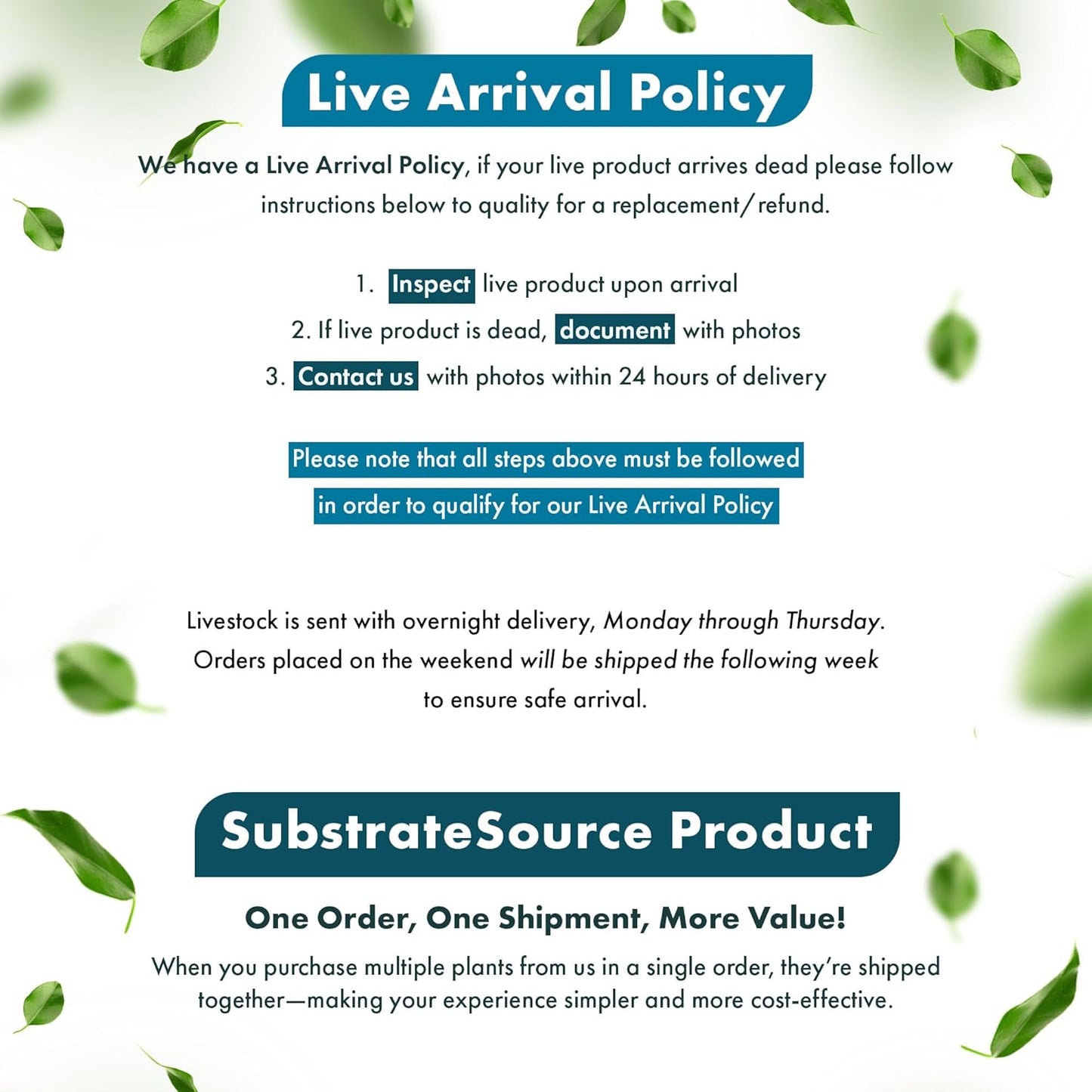 Live Aquarium Stem Plants - Freshwater Aquatic Plant for Fish Tanks, Aquascaping - (Nesaea Pedicellata Golden, 4 Bunches)