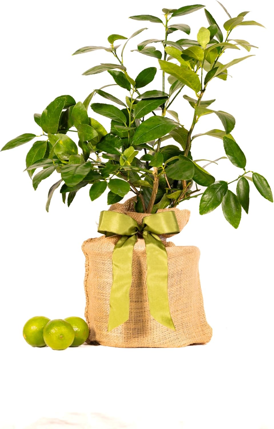 Persian Lime Housewarming Gift Tree by The Magnolia Company - Easy Care, Dwarf Fruit Tree with Juicy & Delicious Limes, Outdoor Live Citrus Tree Can't Ship to CA, AL, AZ, LA, TX