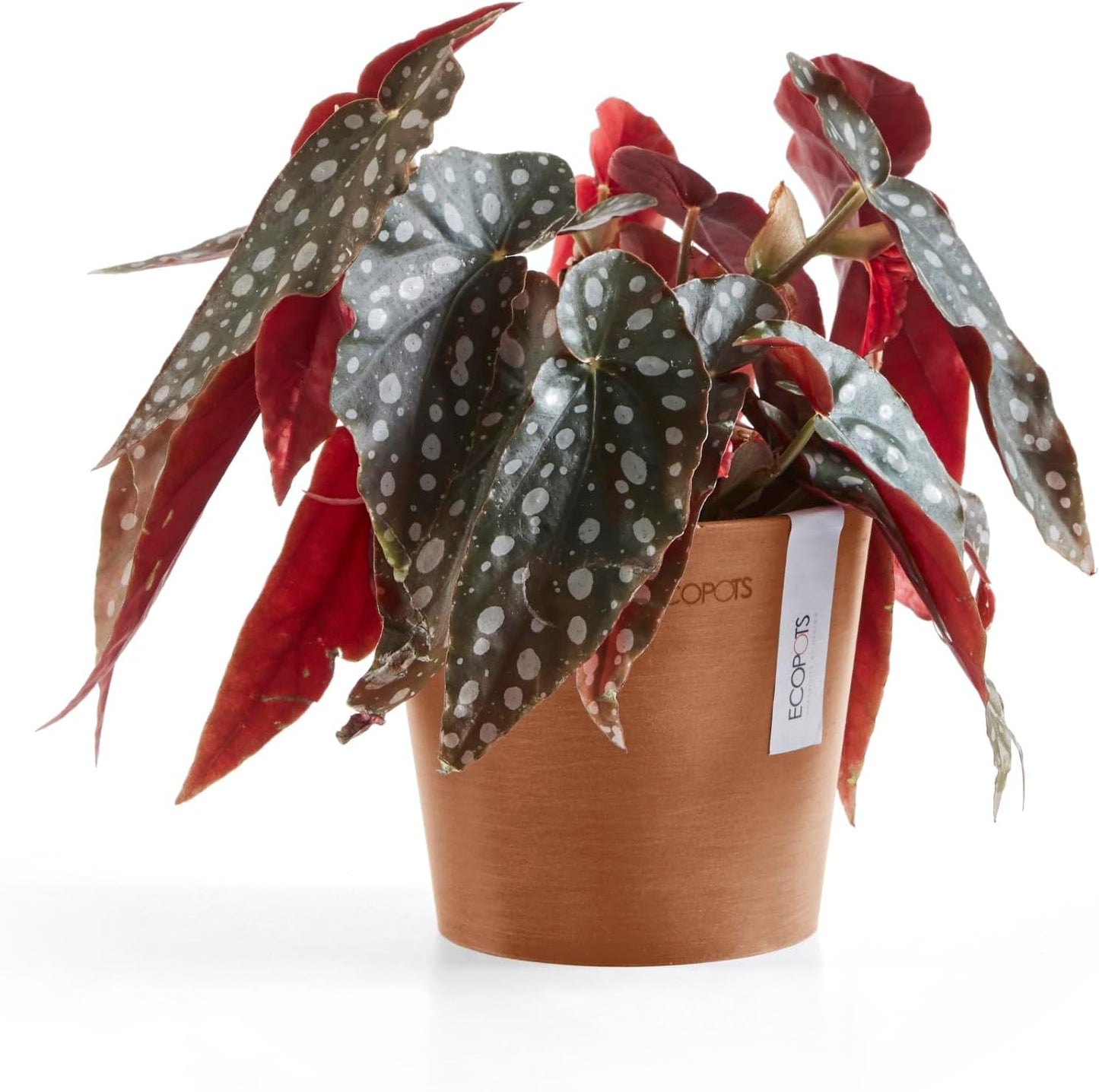 Ecopots Amsterdam Mini Durable Modern Round Recycled-Based Composite Flower Pot Planter, Terracotta Color, 5"