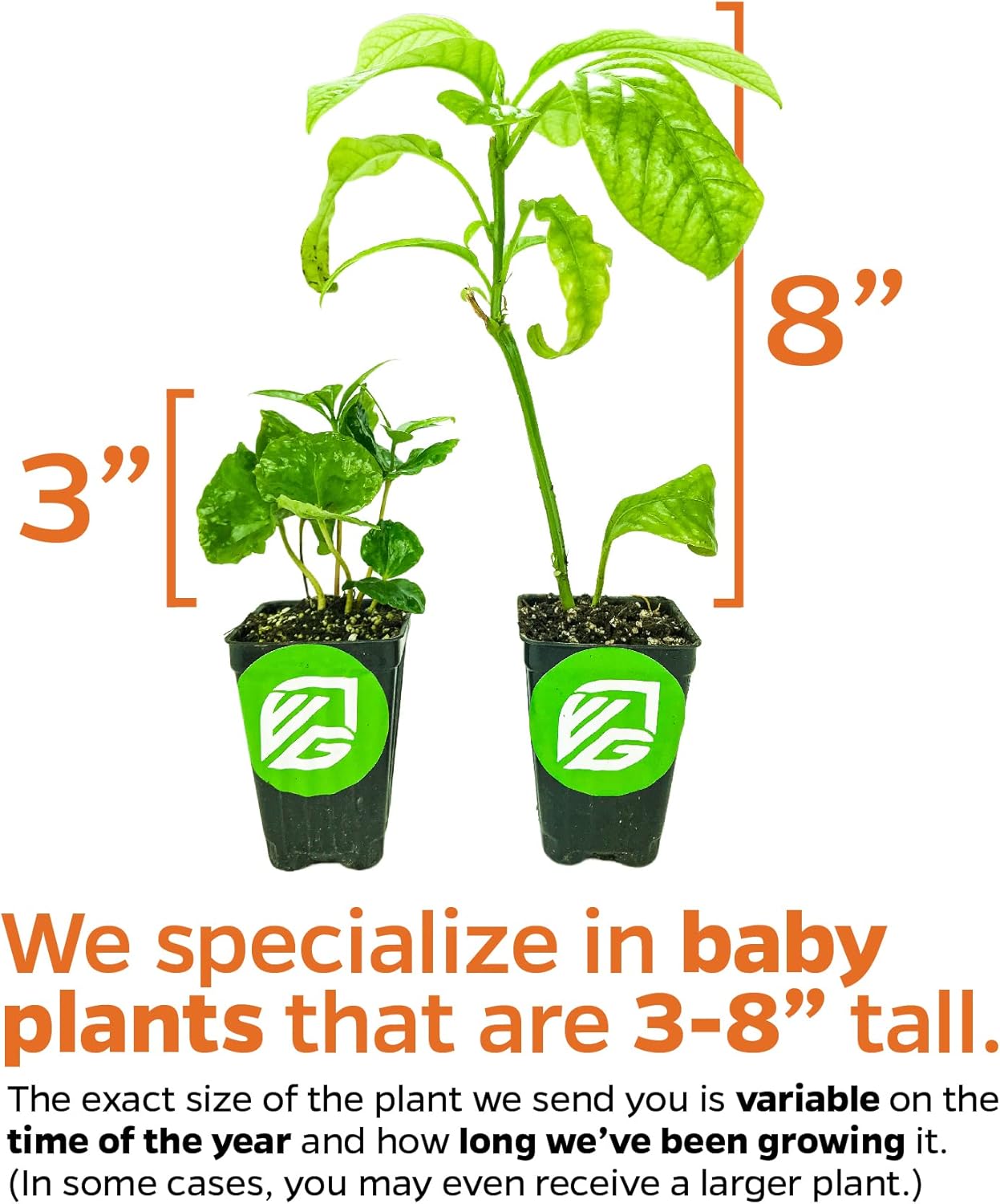 White Jade Pineapple Live Plant - Ananas Comosus - Wellspring Gardens Starter Plant - Ideal Pineapple Plant Live Easy to Grow Starter Plant Great for Outdoor and Patio Planting Growth Potential