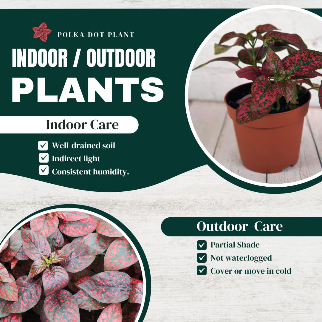 Polka Dot Plant (4-Pack) - Live Houseplants, Small Indoor Plants, Hypoestes Red - Colorful, Air-Purifying House Plants