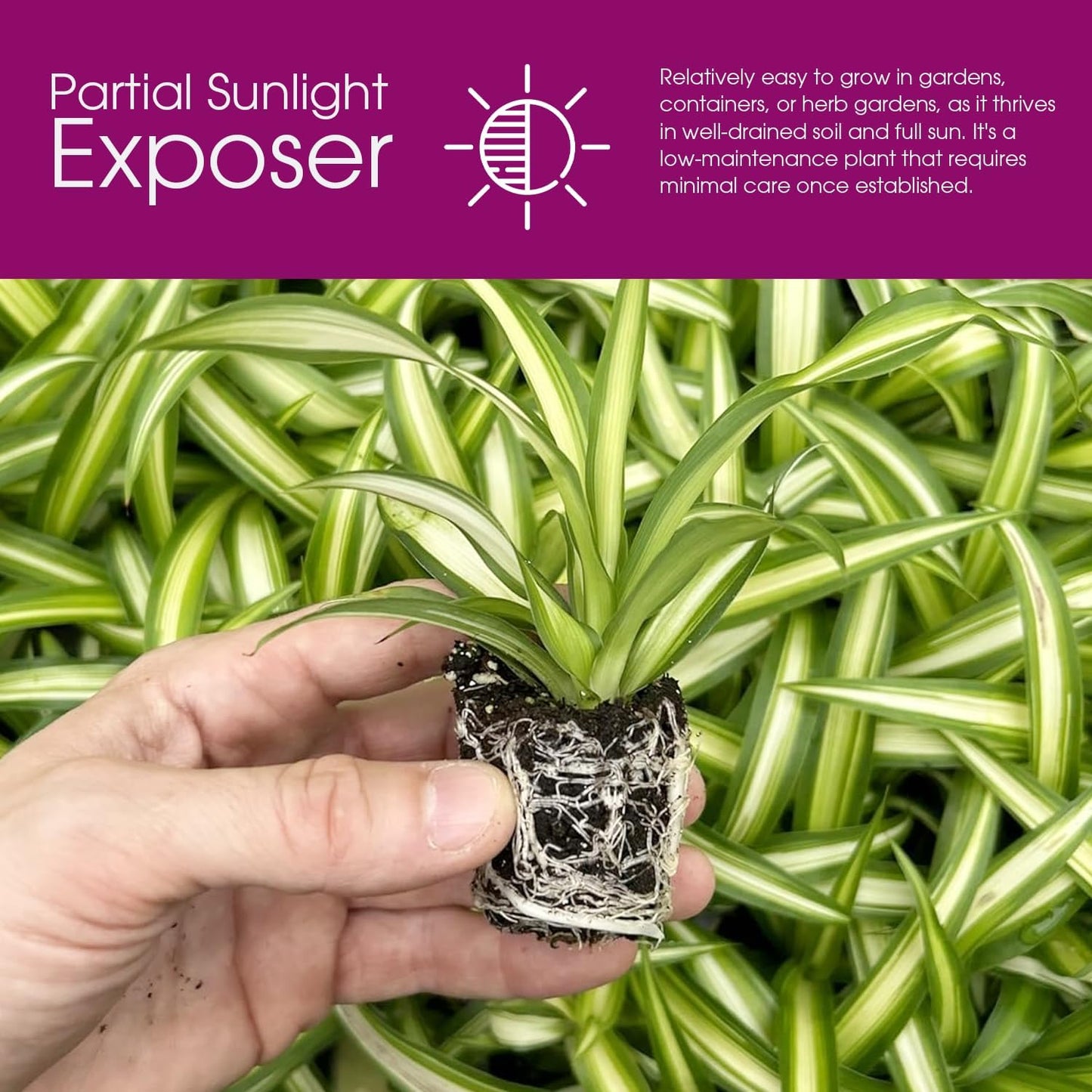 Spider Plant Variety Pack - 4 Spider Plants Live House Plants - Ocean, Hawaiian, Green, Bonnie Curly - Perfect for Home Garden & Office Decor - Ideal for Indoor Air Quality & Easy to Care