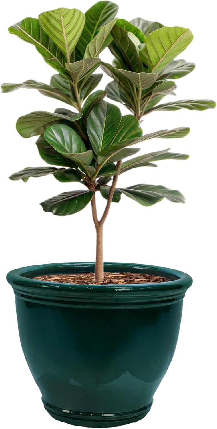 Sunnydaze Studio Large Ceramic Plant Pot - Round Outdoor Glazed Ceramic Planter Pot with Drainage - Dark Green - 18.5 in