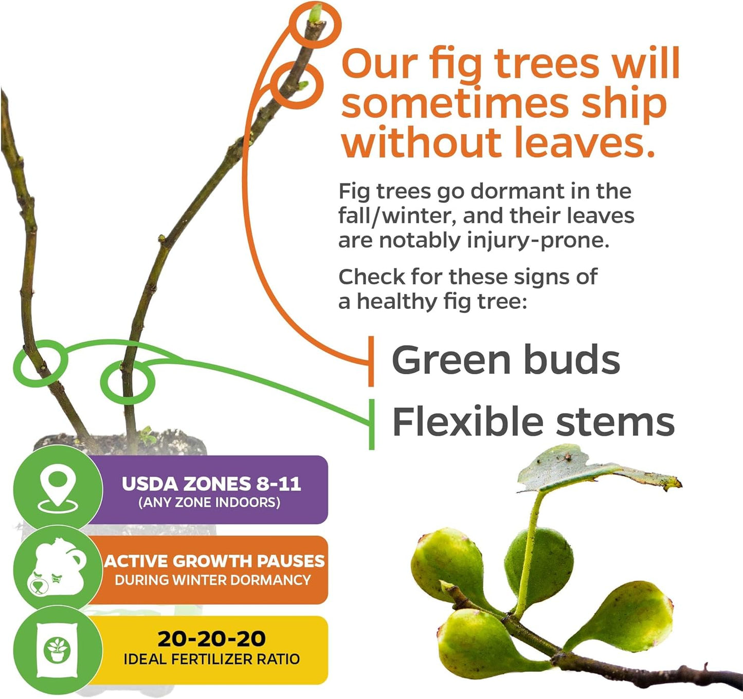 Fignomenal Dwarf Fig Live Plant - Ficus carica - Wellspring Gardens Starter Potted Plant for Indoor and Outdoor Home Decor, Gift Essential for House