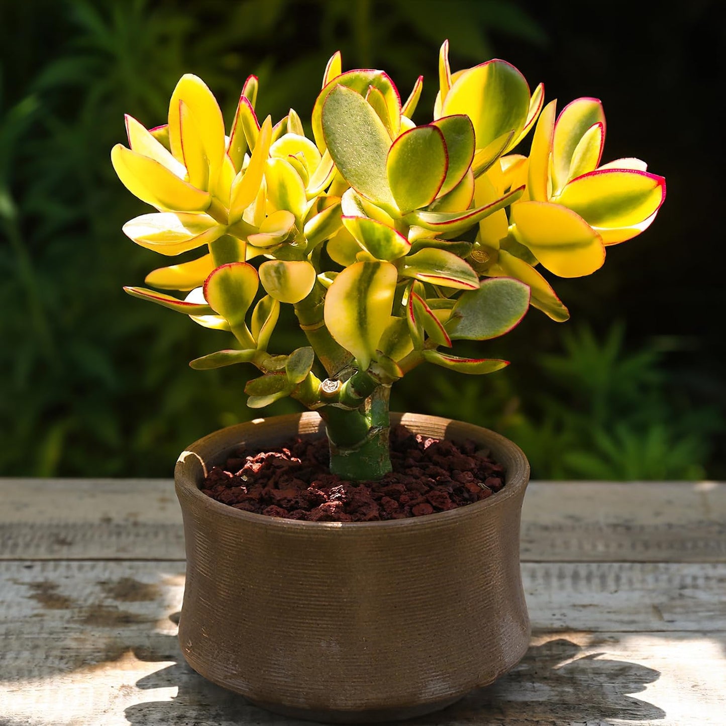 Sprout N Green Golden Jade - Crassula Ovata 'Hummel Sunset', Rare Cute Succulent Plant Fully Rooted in 2" Pot
