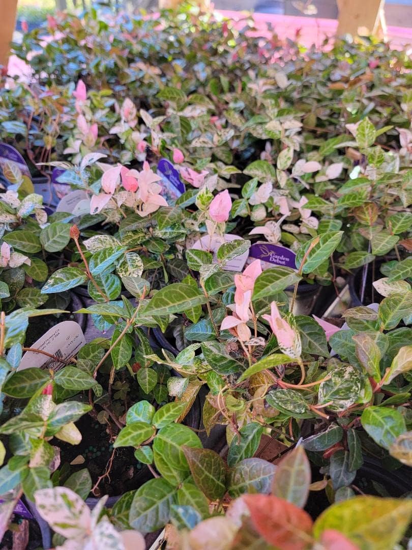 Snow N Summer Asian Jasmine Vine - Live Plant - Quart Pot