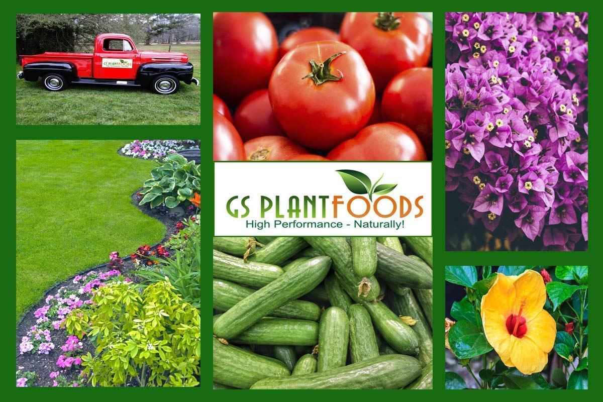 Omri Listed Fish & Kelp Fertilizer by GS Plant Foods (1 Gallon) - Organic Fertilizer for Vegetables, Trees, Lawns, Shrubs, Flowers, Seeds & Plants - Hydrolyzed Fish and Seaweed Blend