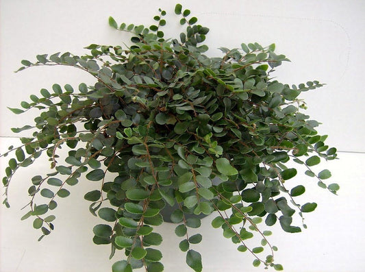 Jmbamboo - Button Fern 4" Pot - Pellaea - Easy to Grow