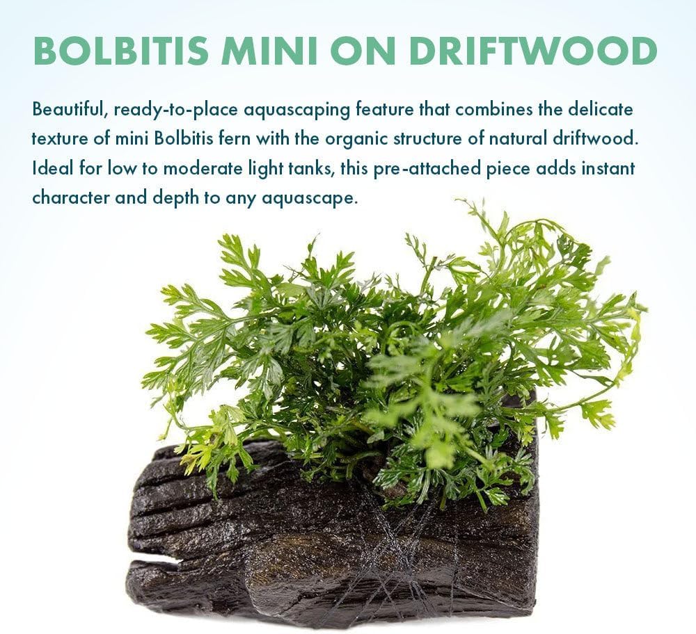 Live Planted Decor - Mini Bolbitis on Driftwood - Foreground to Midground Epiphytic Fern for Aquascaping, Aquarium Decor - Small
