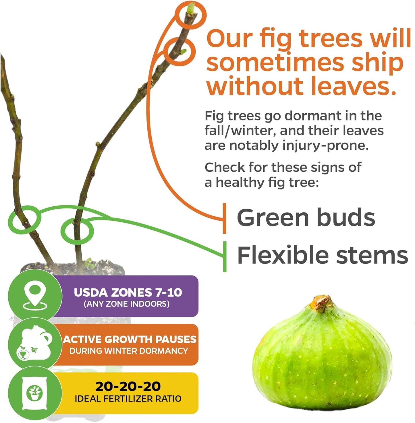 Lattarula Honey Fig (Italian Honey) Live Fig Plant - Ficus carica by Wellspring Gardens - Starter Plant for Your Garden and Patio - Grow Your Own Edible Fruit Tree
