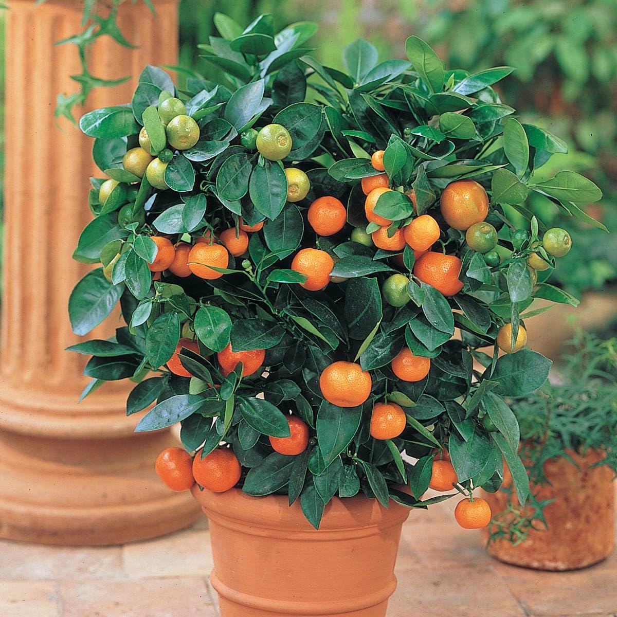 Direct Gardening Calamondin Orange Tropical Citrus Starter Tree-Can't Ship to AZ,CA,FL,LA,SC or TX