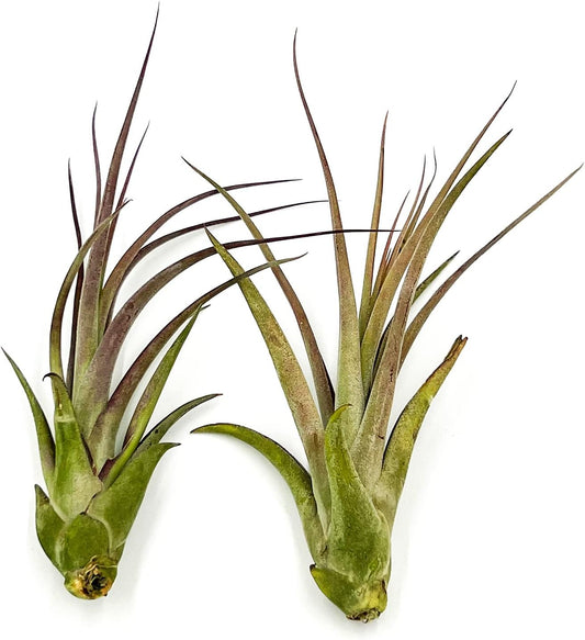 Live Air Plant – Tillandsia Capiput, Jumbo 6-9” - 2 ct - Live Arrival Guaranteed - House Plants for Home Decor & Gift