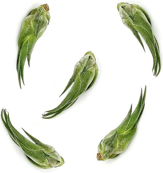 Air Plants - Tillandsia Seleriana, Large 4-6" - 5ct - Live Arrival Guaranteed - House Plants for Home Decor & Gift
