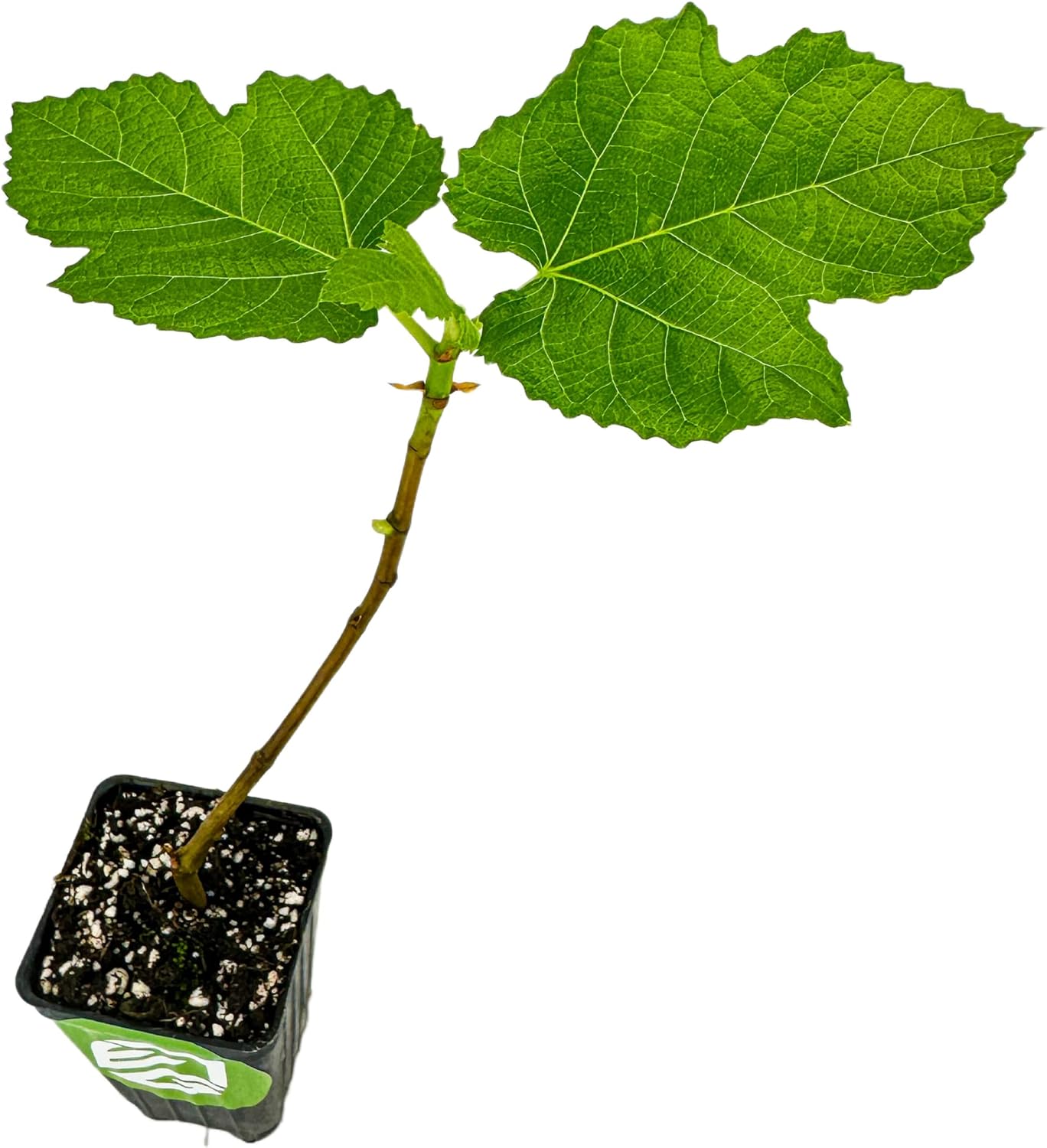 Yellow Long Neck Fig Live Plant - Ficus carica by Wellspring Gardens - Yellow-Fruit Tree Starter Plant, Live Fig Plant, Edible Tropical Plants Live, Garden and Patio Tree, Great for Outdoor Plant