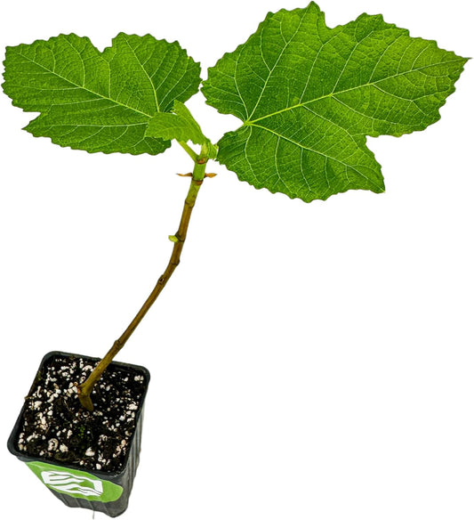 Yellow Long Neck Fig Live Plant - Ficus carica by Wellspring Gardens - Yellow-Fruit Tree Starter Plant, Live Fig Plant, Edible Tropical Plants Live, Garden and Patio Tree, Great for Outdoor Plant