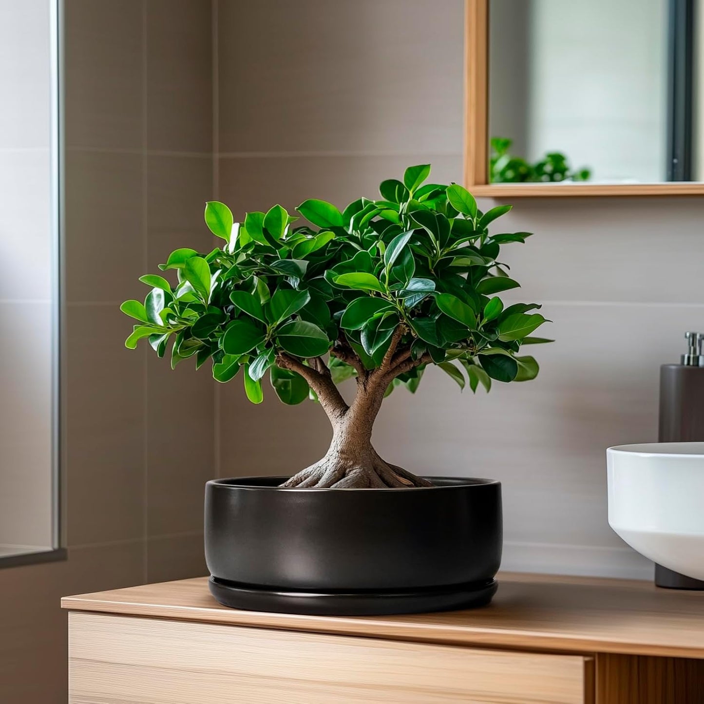 SQOWL Bonsai Pots - 8 Inch Ceramic Plant Pots for Succulents, Round Indoor Planter with Drainage Hole and Saucer, Shallow Modern Planter Bowl, Room Decor, Black