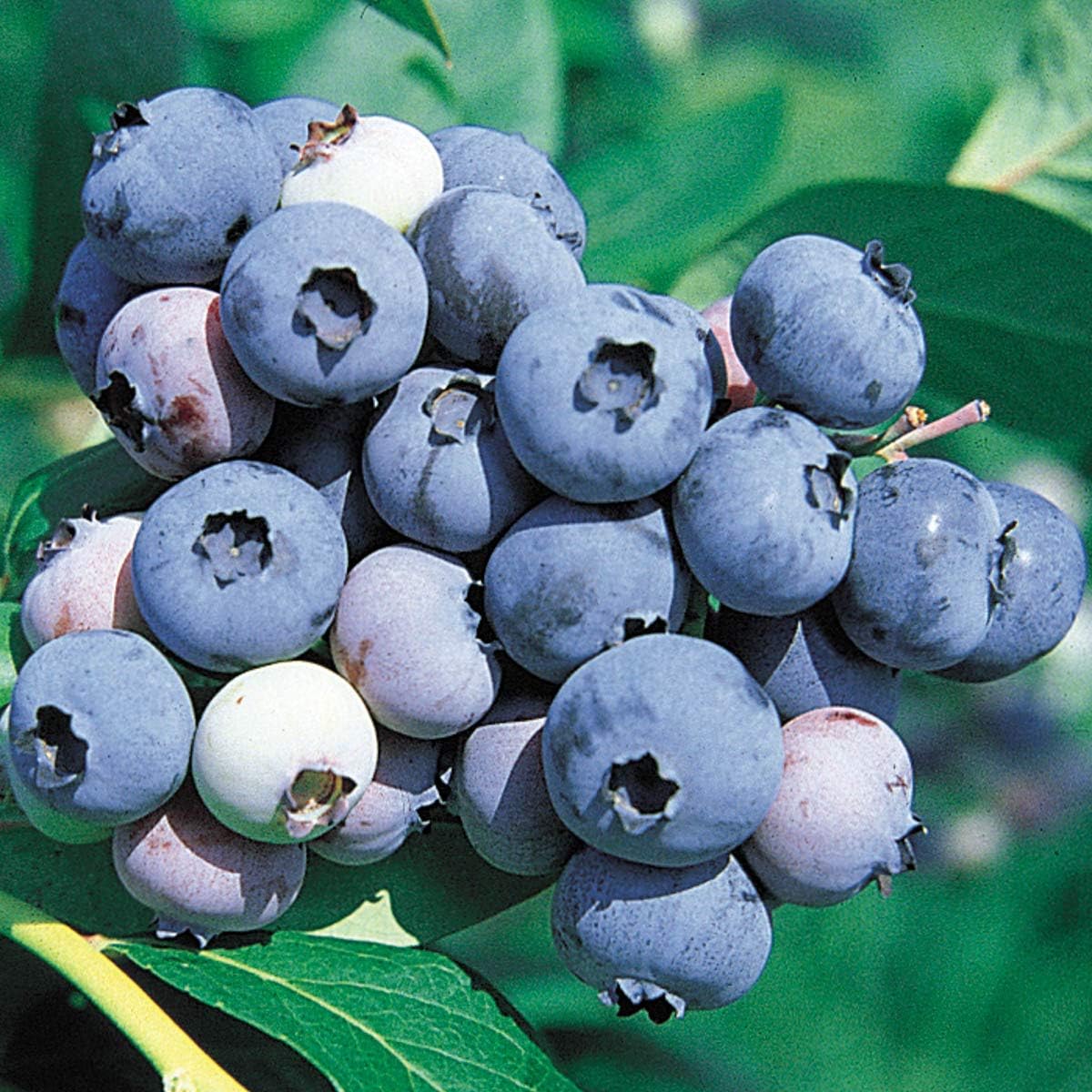 Direct Gardening Bluecrop Blueberry Bush Starter Plant, 1 per Offer-Can't Ship to CA, GA, MI, OR or WA