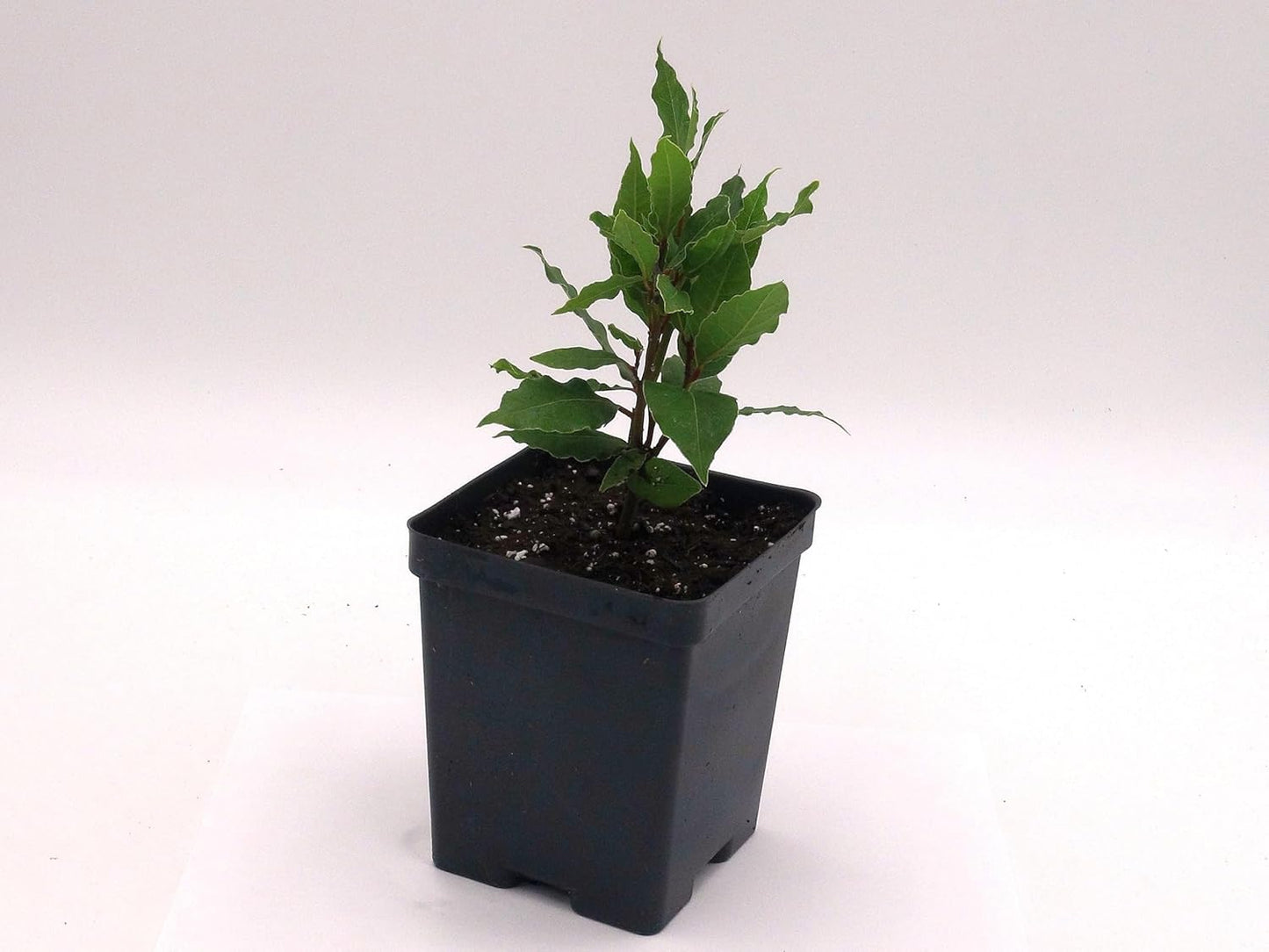Greenwood Nursery: Live Perennial Plants - Bay Laurel Herb + Laurus Nobilis - [Qty: 2X 2.5 Pot] - (Click for Other Available Plants/Quantities)