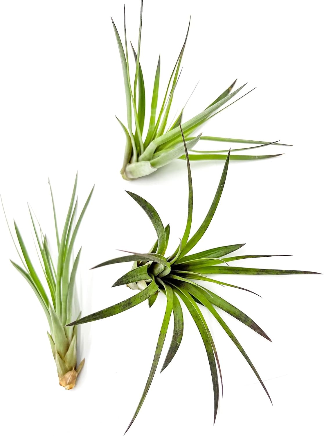 Air Plants - Tillandsia Fasciculata Tricolor, Large 4-6" - 3ct - Live Arrival Guaranteed - House Plants for Home Decor & Gift