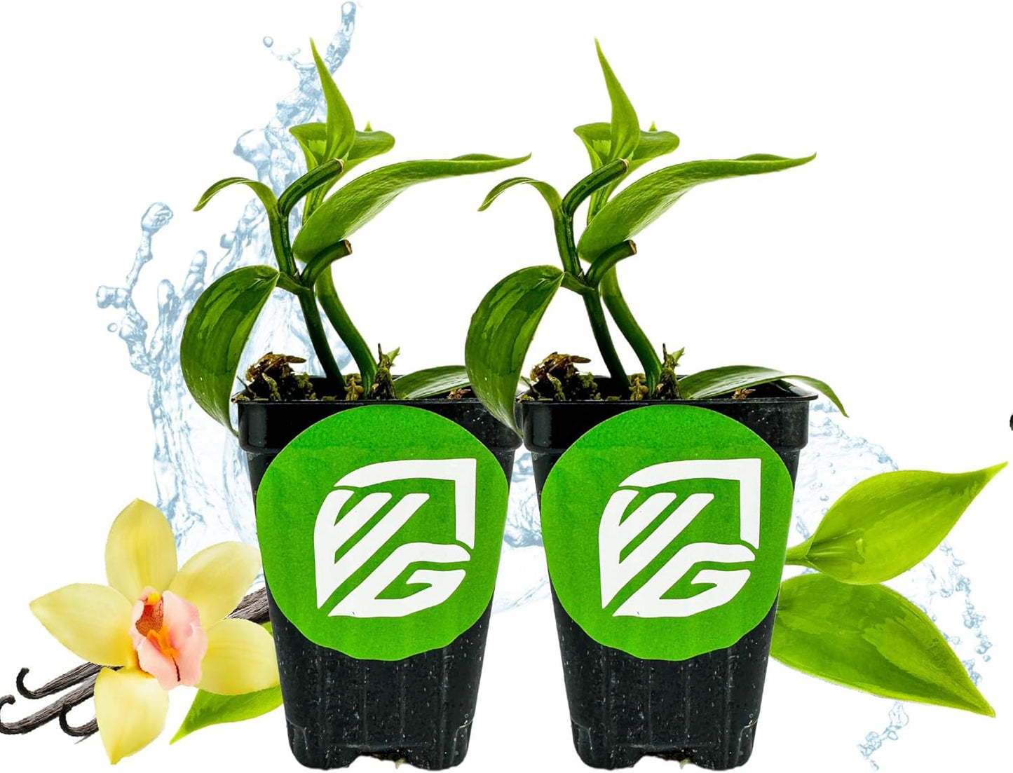 Vanilla Bean Orchid Live Plant (2-Pack) - Vanilla planifolia by Wellspring Gardens - Fragrant Vanilla Beans, Versatile Vine, Tropical Elegance, Aromatic Treasure - Vanilla Bean Starter Plant