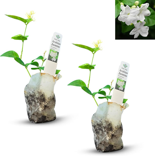 Arabian Jasmine (Jasminum Sambac) - Live, Fragrant, Blooming, Indoor/Outdoor Decorative Plant (2 Arab jas sacs)