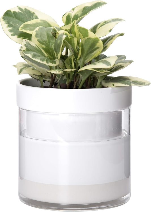Phoenix Vine 6 Inch Self Watering Planter, White Terracotta Clay Pot with Glass Reservoir for Indoor Plants, Herbs, Flowers, Set of 1, 52-B-F-1