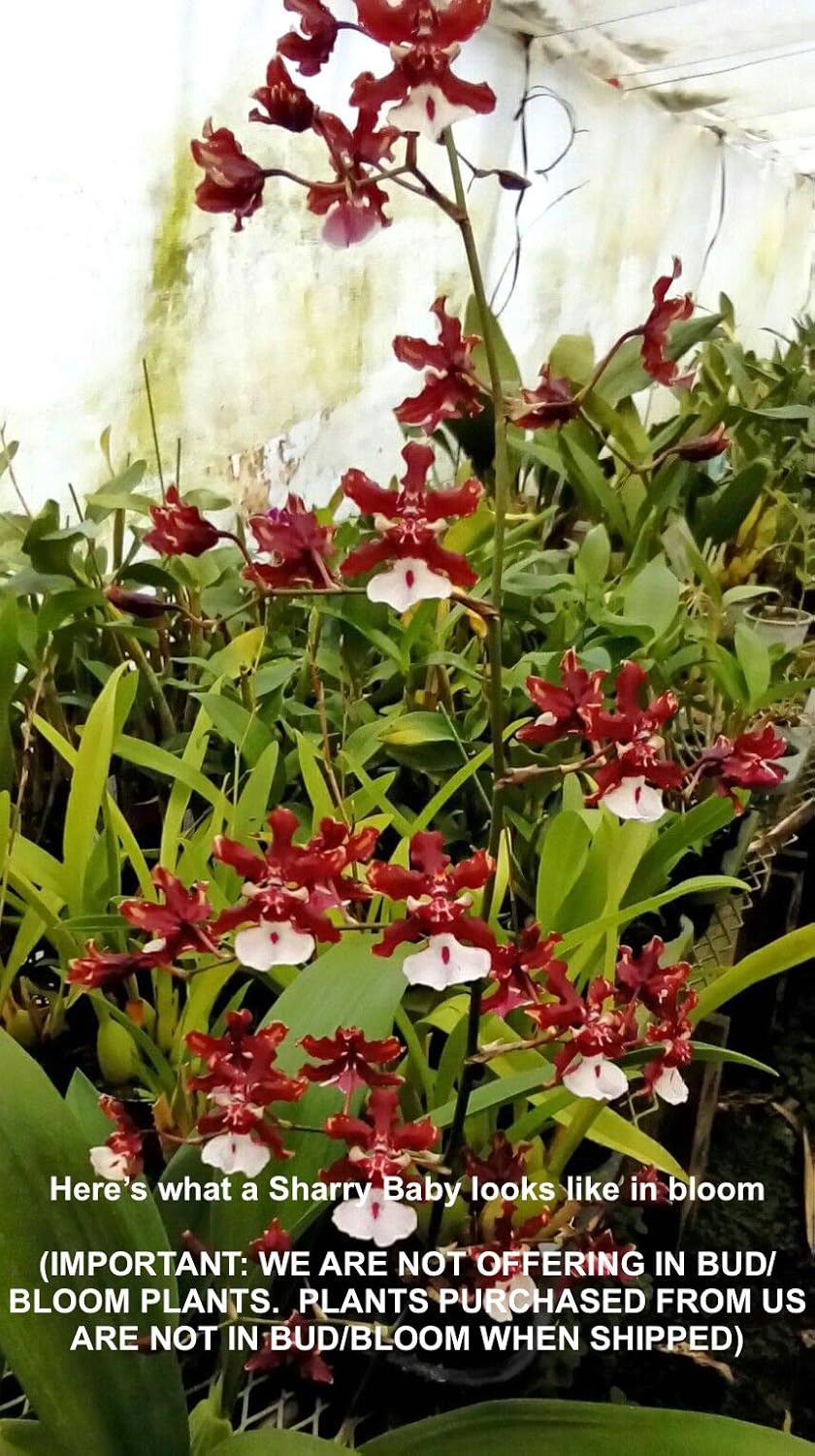 Oncidium Sharry Baby - Chocolate Fragrance Very Popular, Easy to Grow and Bloom (NOT in-Bud/Bloom When Shipped)