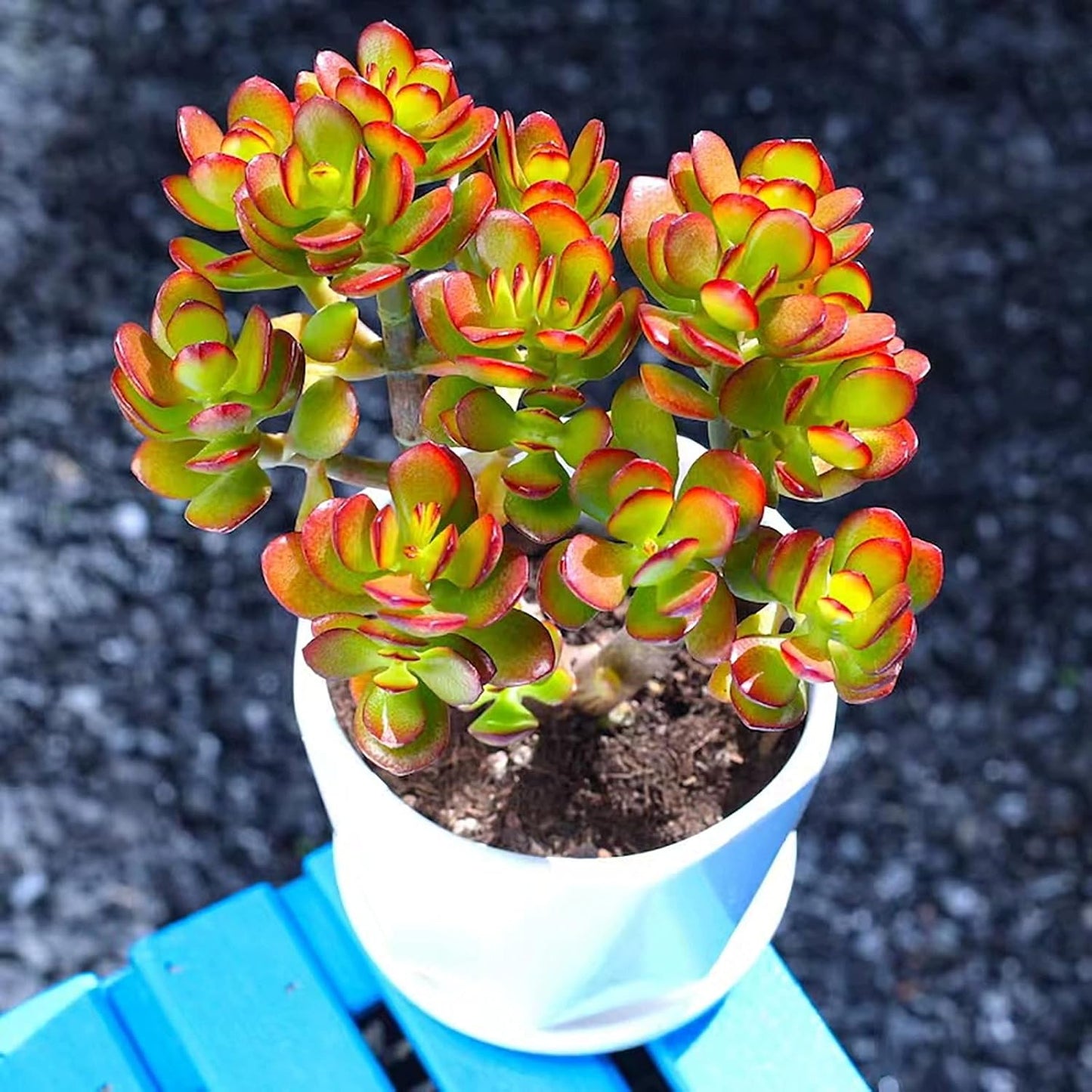Sprout N Green Dwarf Jade - Crassula Ovata Crosby's Compact, Rare Cute Succulent Plant Fully Rooted in 2" Pot
