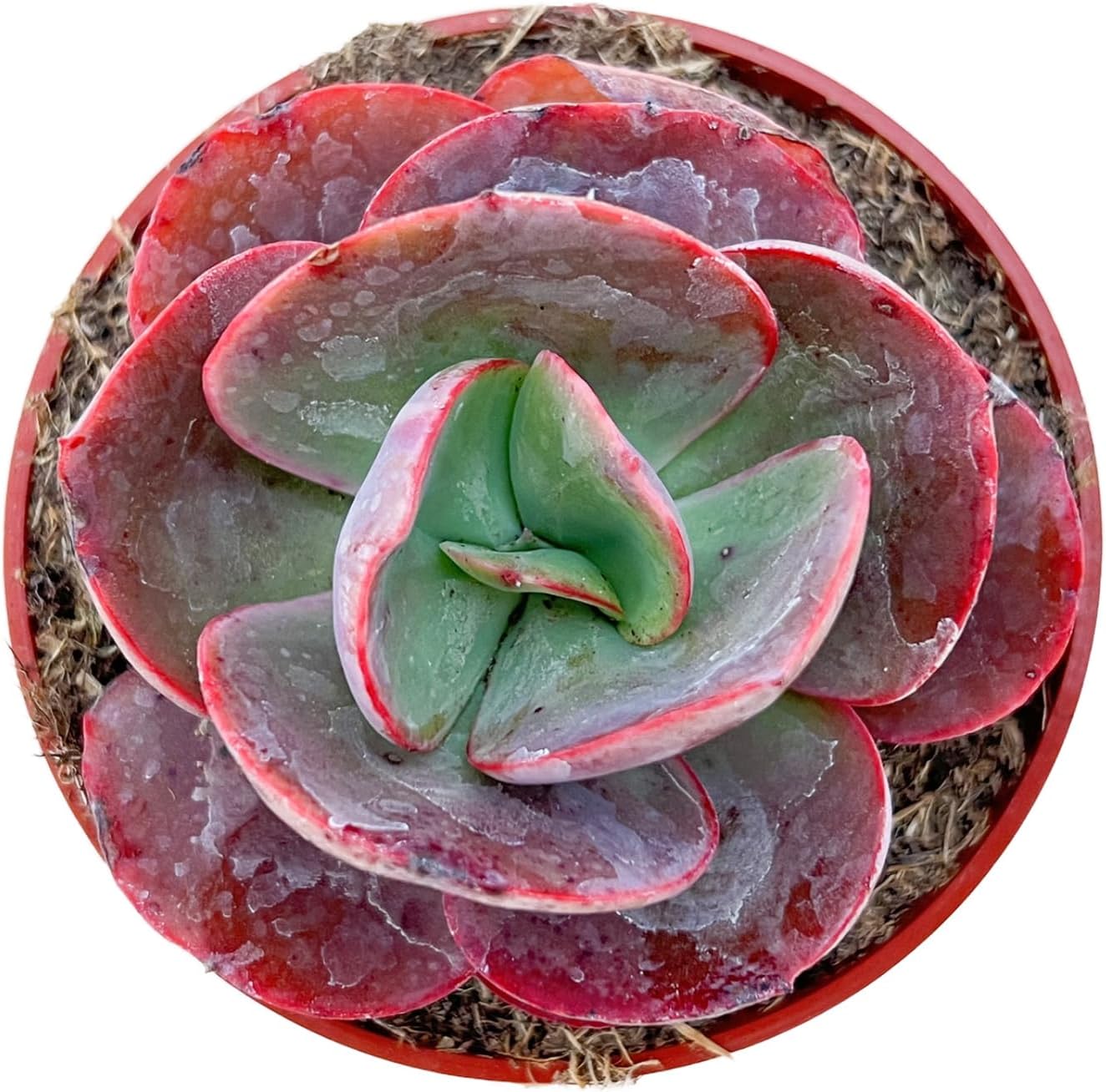 Live Succulents Echeveria Big Red (4-inch), Succulent Plants Fully Rooted in Pots with Soil, Easy-Care House Plant for DIY, Home Office Decor, Wedding Party Favor