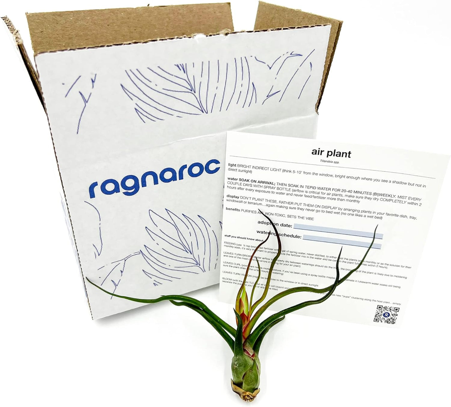 Air Plants - Flowering Tillandsia Bulbosa Guatemala, Large 3-5" - 1ct - Live Arrival Guaranteed - House Plants for Home Decor & Gift