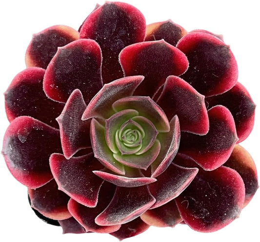 Sprout N Green Aeonium 'Superbang', Rare Live Succulent Plant Fully Rooted in 2" Planter with Soil, Home Office Indoor Outdoor Wedding Decoration DIY Projects Party Favor