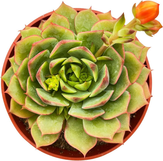 4-inch Succulent Echeveria 'Ramillette', Live Succulents Plants Fully Rooted in Pots with Soil, Easy-Care House Plants for DIY, Home Office Decoration