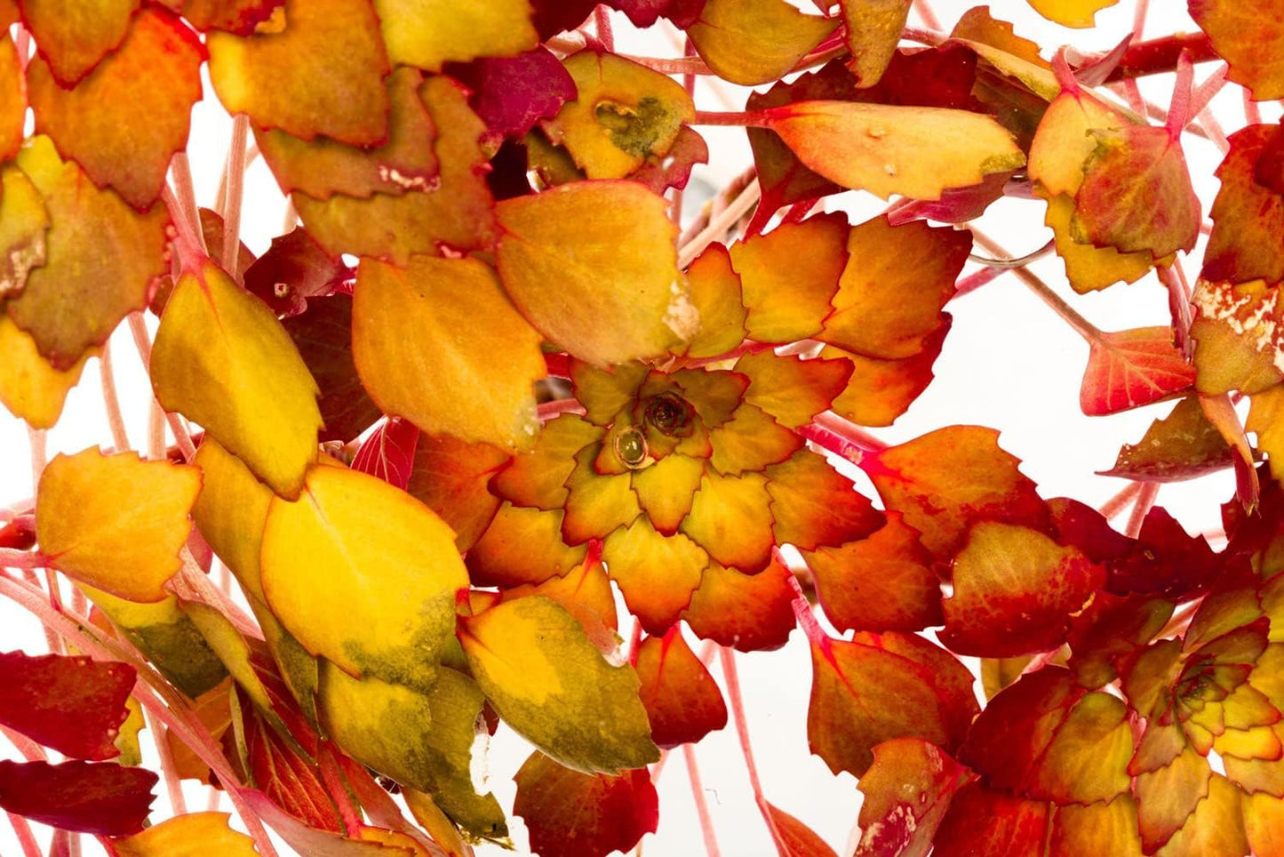 Live Aquarium Stem Plants - Freshwater Aquatic Plant for Fish Tanks, Aquascaping - (Nesaea Pedicellata Golden, 4 Bunches)