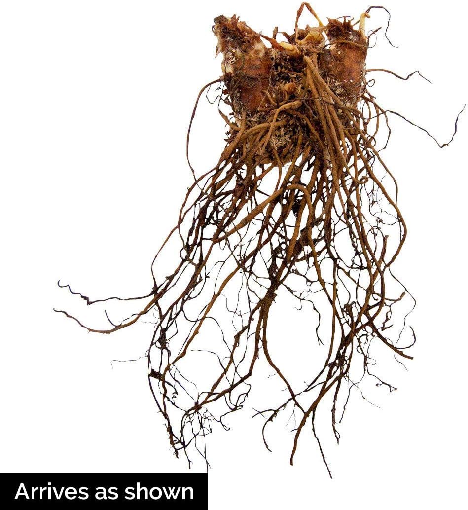 BRECK'S - Assorted Astilbe Perennial Mixture, Dormant Bare Root Spring Flowering Perennials, 6-Pack