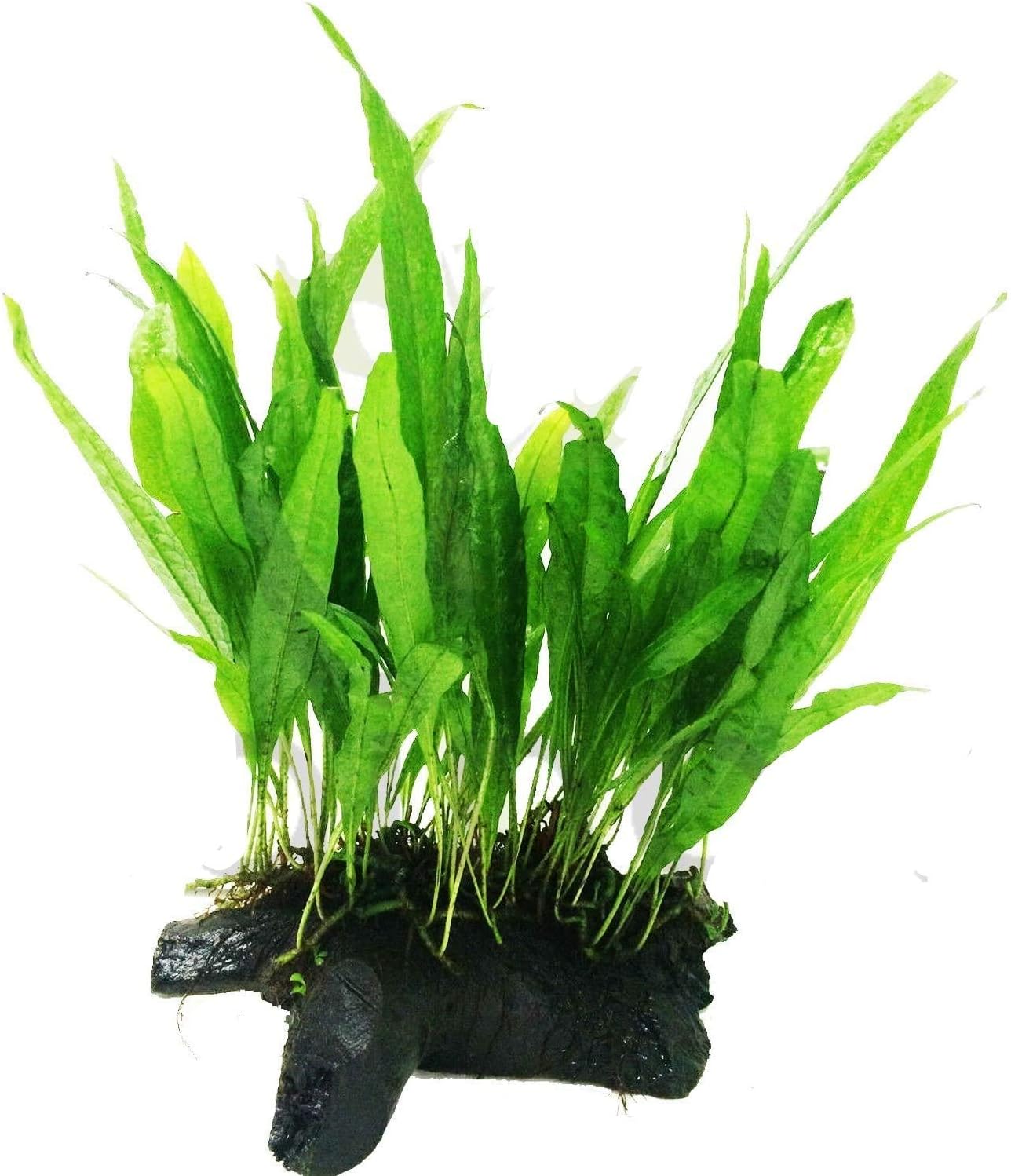 Mainam Java Fern on Driftwood (5-6 Inch) | Microsorum Pteropus Freshwater Easy Low Light Live Aquarium Plant Decorations 3 Days Guarantee