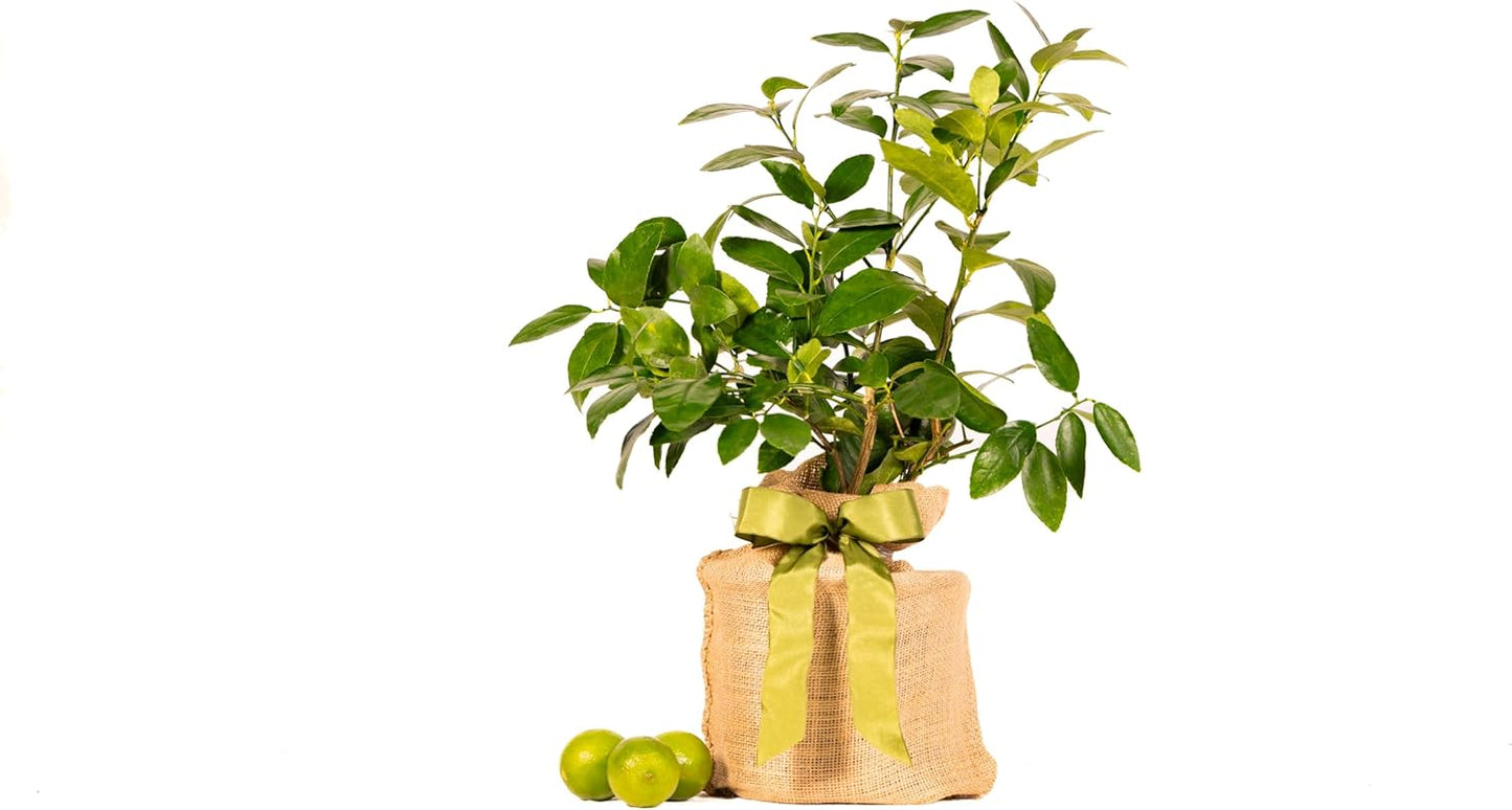 Sympathy Persian Lime Gift Tree, Lime Tree, Easy to Grow, Indoor/Outdoor, Live Plant, Lasting Sympathy Gift, by The Magnolia Company, Can't Ship to CA, AL, AZ, LA, TX